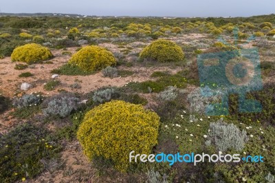 Landscape With Ulex Densus Shrubs Stock Photo