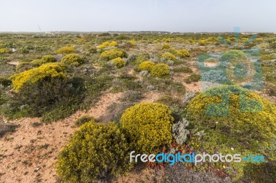 Landscape With Ulex Densus Shrubs Stock Photo