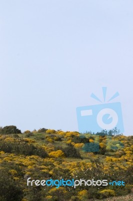 Landscape With Ulex Densus Shrubs Stock Photo