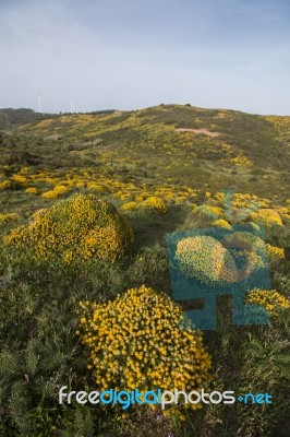 Landscape With Ulex Densus Shrubs Stock Photo