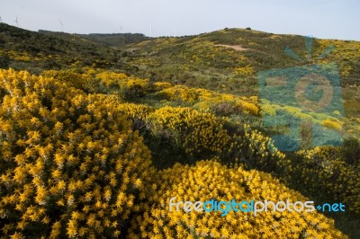 Landscape With Ulex Densus Shrubs Stock Photo