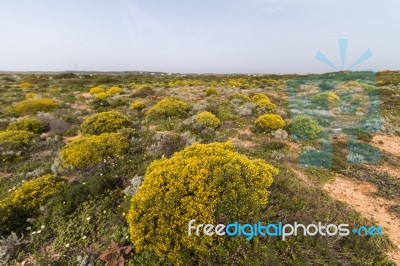 Landscape With Ulex Densus Shrubs Stock Photo