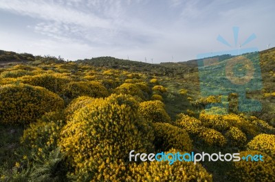 Landscape With Ulex Densus Shrubs Stock Photo