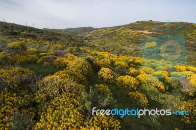 Landscape With Ulex Densus Shrubs Stock Photo