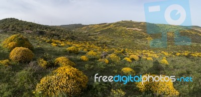 Landscape With Ulex Densus Shrubs Stock Photo