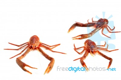 Langoustine Stock Photo