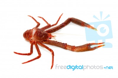 Langoustine Stock Photo