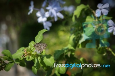 Lang’s Short-tailed Blue (leptotes Pirithous) Stock Photo