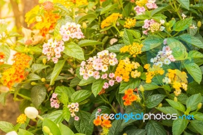 Lantana Camara Flower Bloom In The Garden Stock Photo