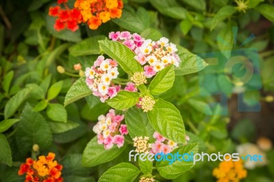 Lantana Camara Flower Bloom In The Garden Stock Photo