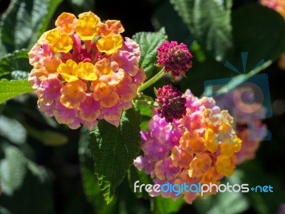 Lantana Camara Shrub In Marbella Spain Stock Photo