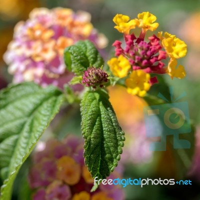 Lantana Camara Shrub In Marbella Spain Stock Photo