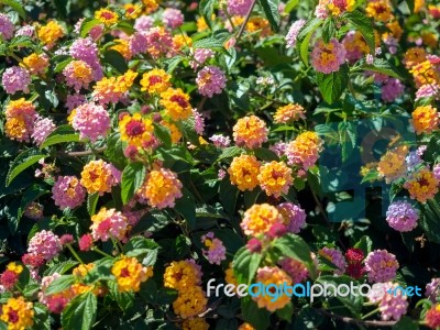 Lantana Camara Shrub In Marbella Spain Stock Photo