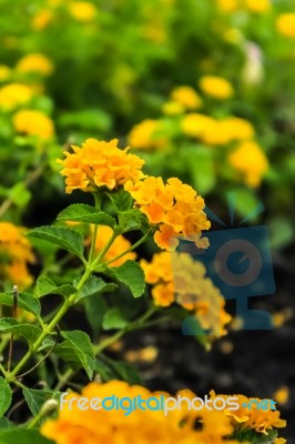 Lantana In Garden Stock Photo