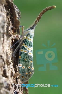 Lantern Fly Stock Photo