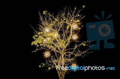 Lanterns Hanging From Tree Stock Photo