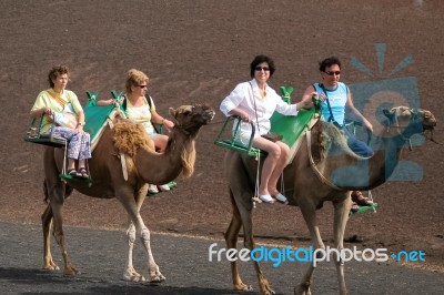 Lanzarote, Canary Islands/spain - August 8 : Caravan Of Camels C… Stock Photo