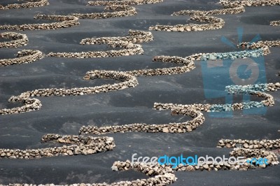 Lanzarote, Canary Islands/spain - August 8 : Wind Defences To Pr… Stock Photo