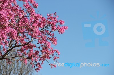 Lapacho En Flor Primavera Stock Photo