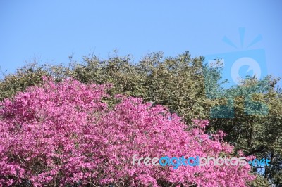 Lapacho En Flor Primavera Stock Photo