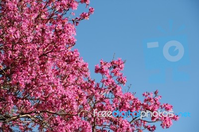 Lapacho En Flor Primavera Stock Photo