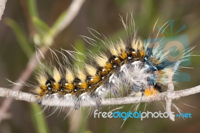 Lappet Moth Caterpillar Stock Photo