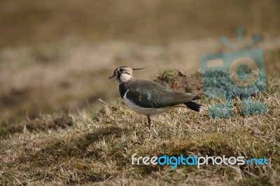 Lapwing Stock Photo