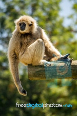 Lar Gibbon (hylobates Lar) Monkey On A Zoo Stock Photo