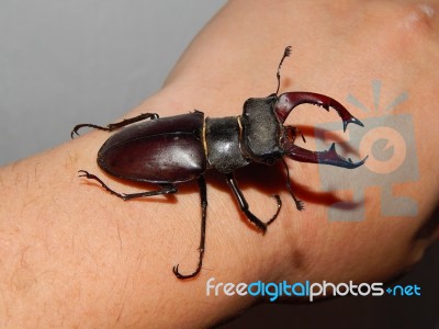 Large Beetle Stag Beetle Insects Stock Photo