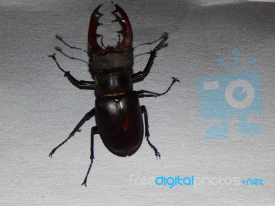 Large Beetle Stag Beetle Insects Stock Photo