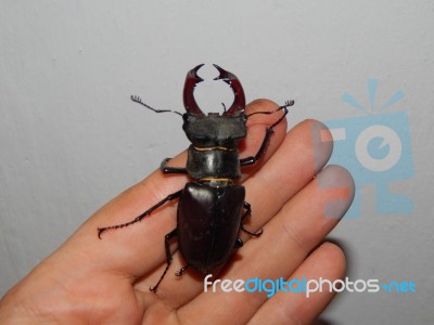 Large Beetle Stag Beetle Insects Stock Photo