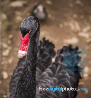 Large Black Swan Stock Photo