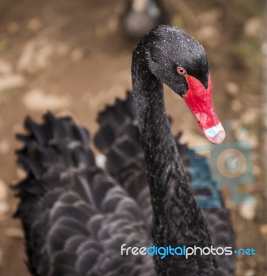 Large Black Swan Stock Photo