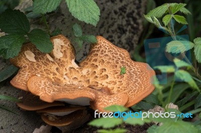 Large Bracket Fungus (inonotus Dryadeus) Stock Photo