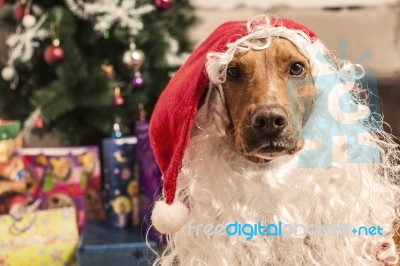 Large Dog In Red Christmas Santa Hat Stock Photo