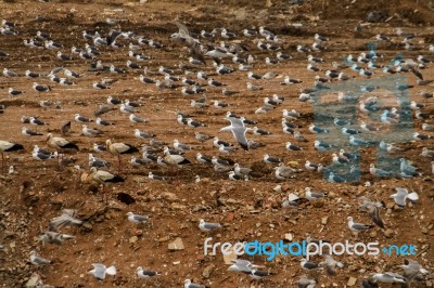 Large Flock Of Seagulls Stock Photo