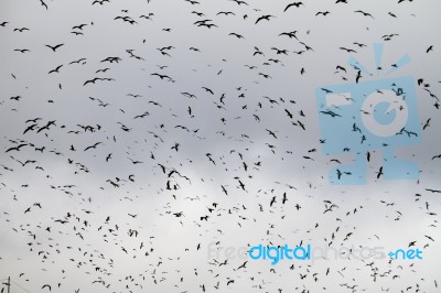 Large Flock Of Seagulls Stock Photo