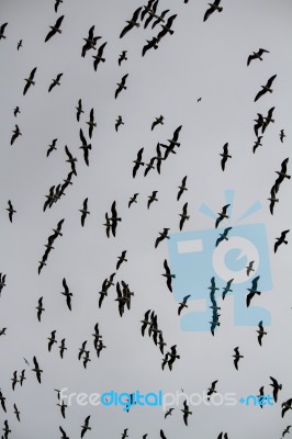 Large Flock Of Seagulls Stock Photo