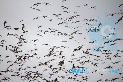 Large Flock Of Seagulls Stock Photo