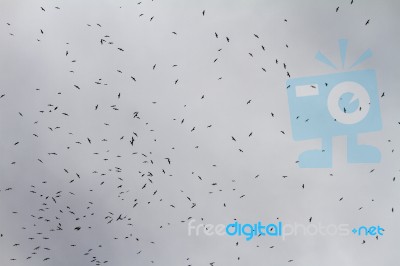 Large Flock Of Seagulls Stock Photo