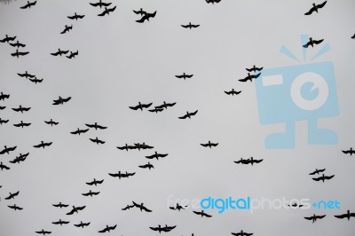 Large Flock Of Seagulls Stock Photo