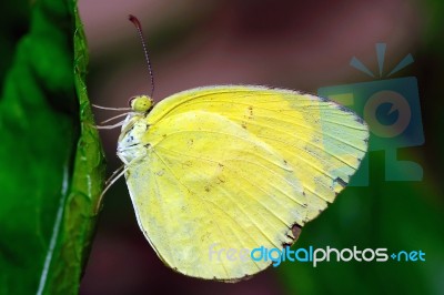 Large Grass Yellow Butterfly Stock Photo