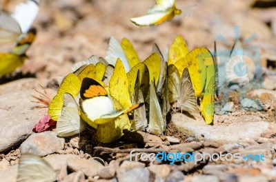 Large Group Of Butterfly Feeding On The Ground Stock Photo