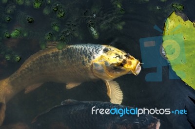 Large Koi Carp Stock Photo