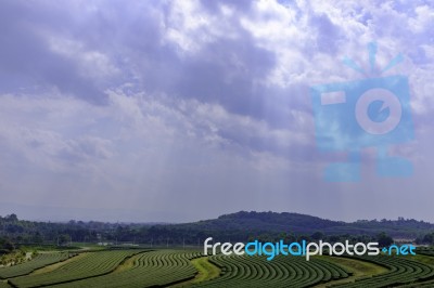 Large Landscape View Of Tea Tree Large Field Stock Photo