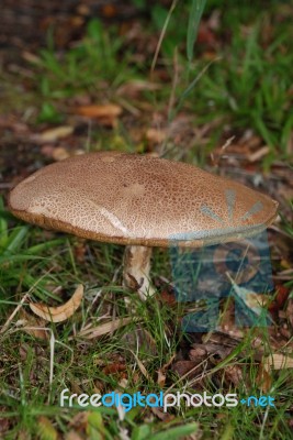 Large Mushroom Stock Photo