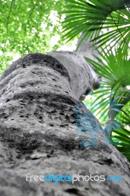 Large Palm Tree - View From Below Stock Photo