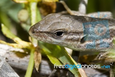 Large Psammodromus (psammodromus Algirus) Lizard Stock Photo