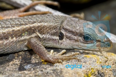 Large Psammodromus (psammodromus Algirus) Lizard Stock Photo