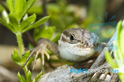 Large Psammodromus (psammodromus Algirus) Lizard Stock Photo